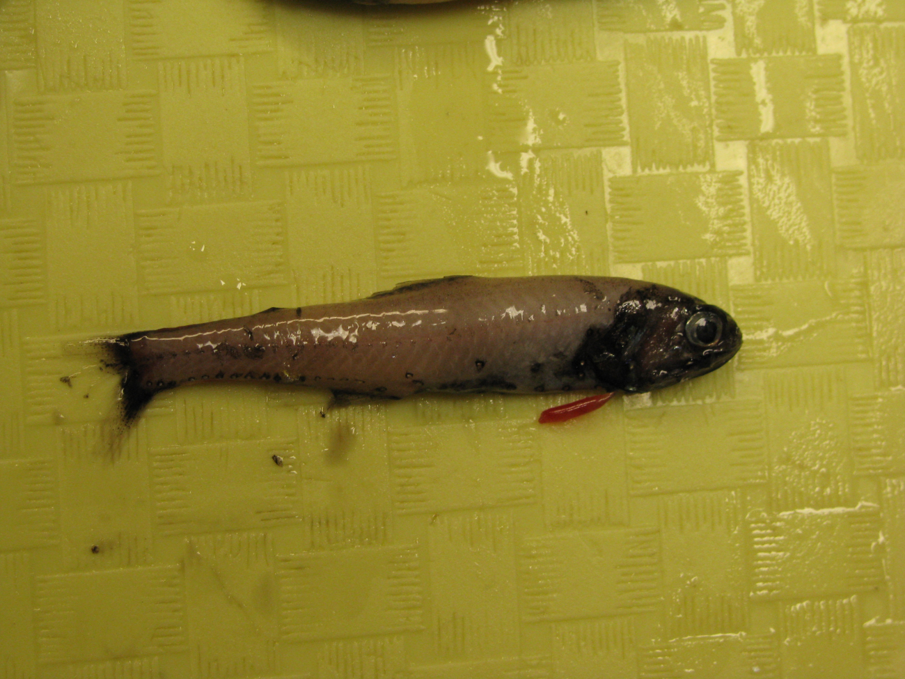 Mictophid mid-water fish