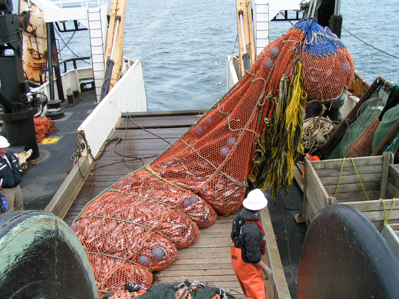 Preparing to dump part of the trawl catch in the sorting bins