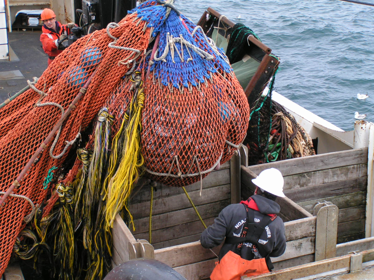 Dumping the cod end of the net into the sorting bins