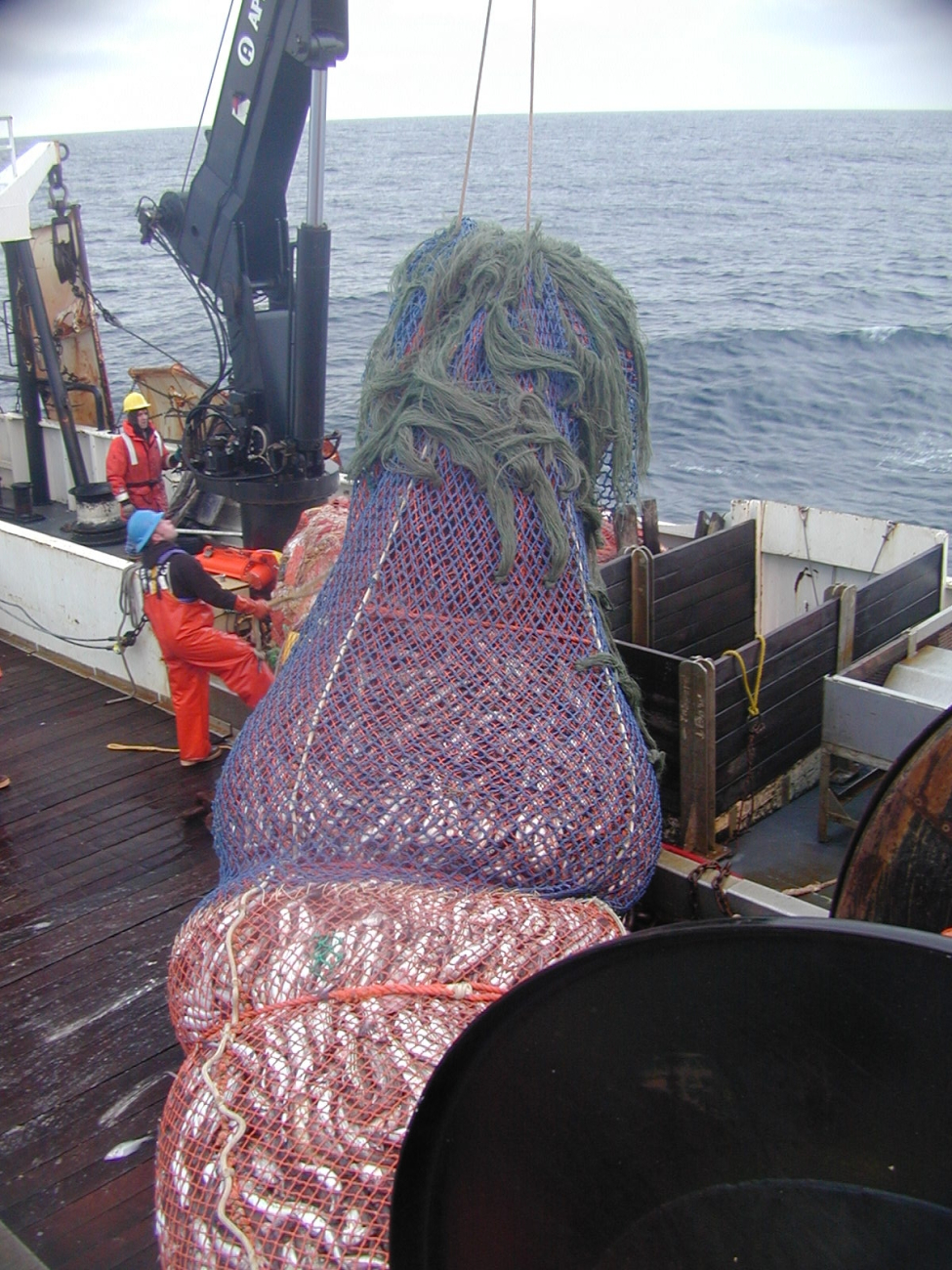 Cod end of the trawl net loaded with fish