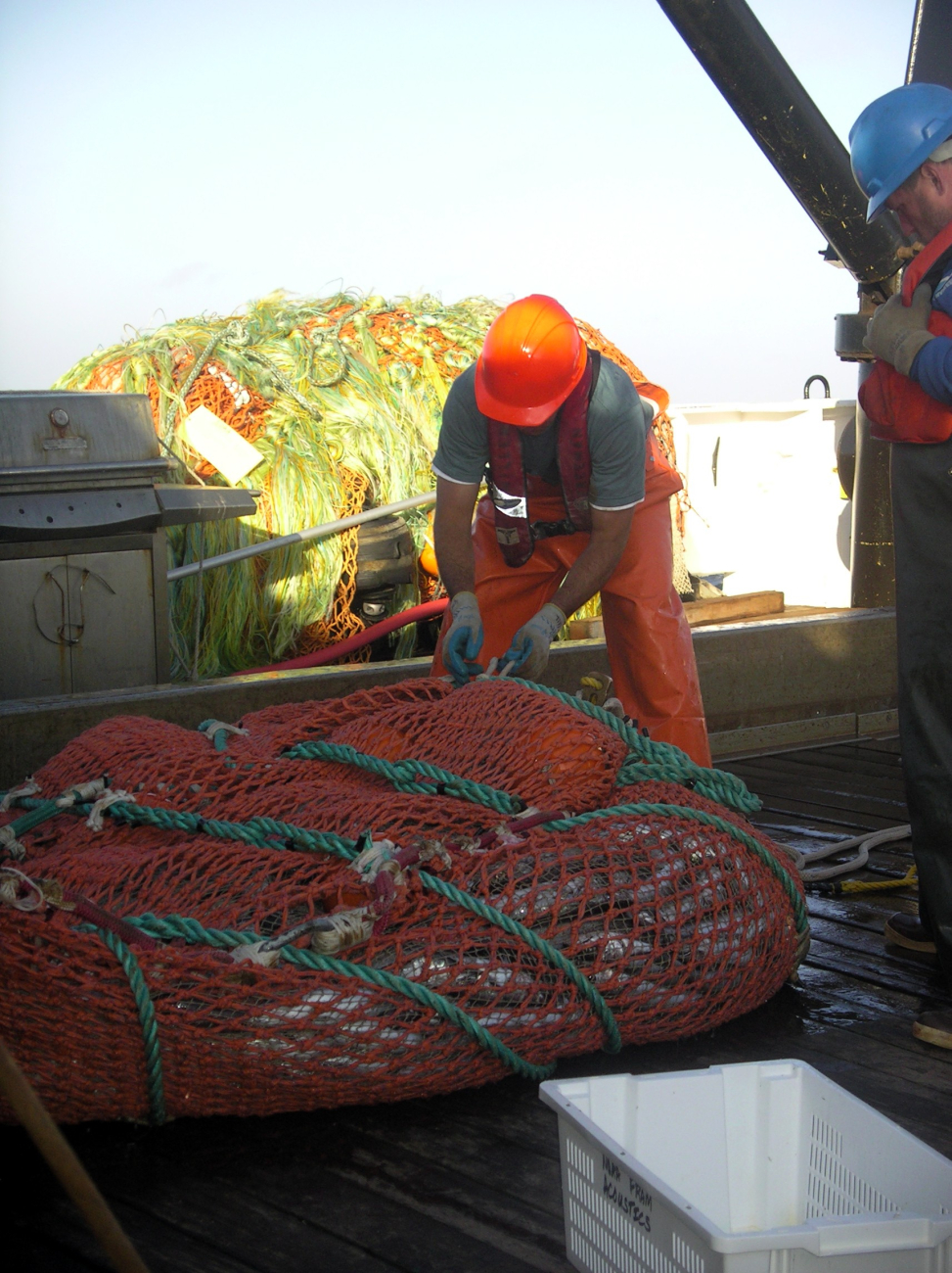 Preparing to empty the cod end of a full trawl net