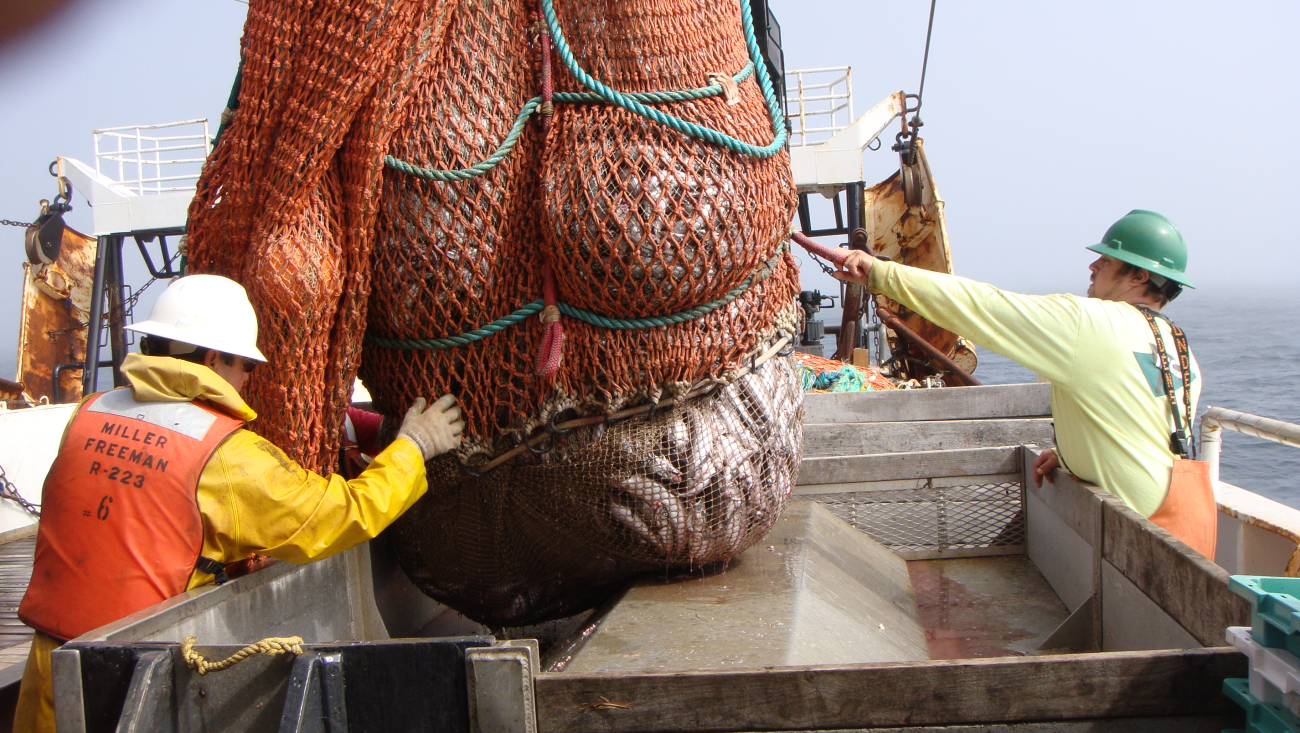 Preparing to empty the cod end of the trawl into a sorting bin
