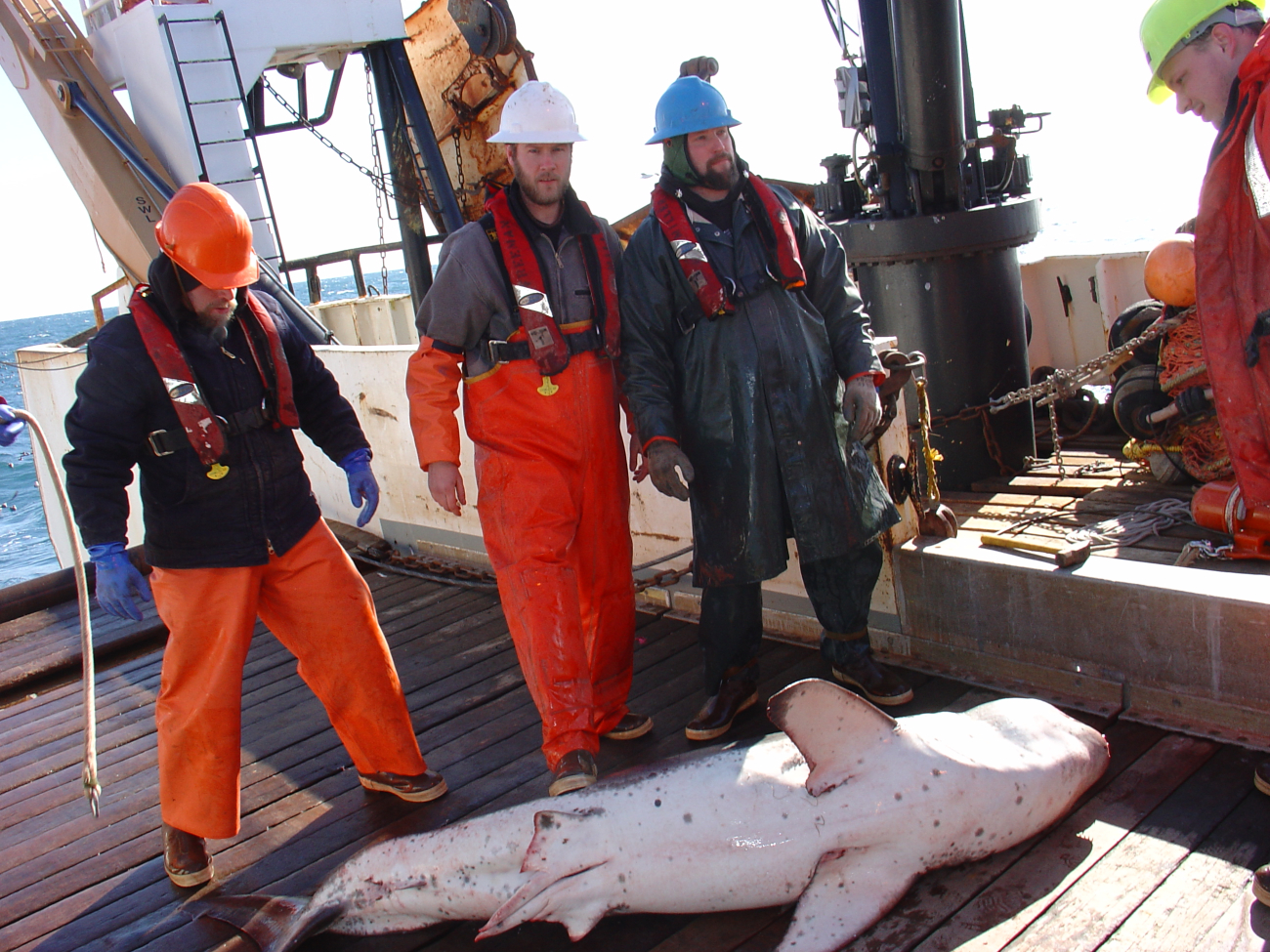 A large shark caught in the trawl