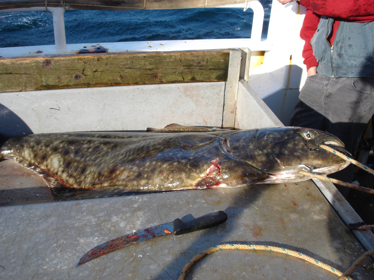 A halibut being sampled