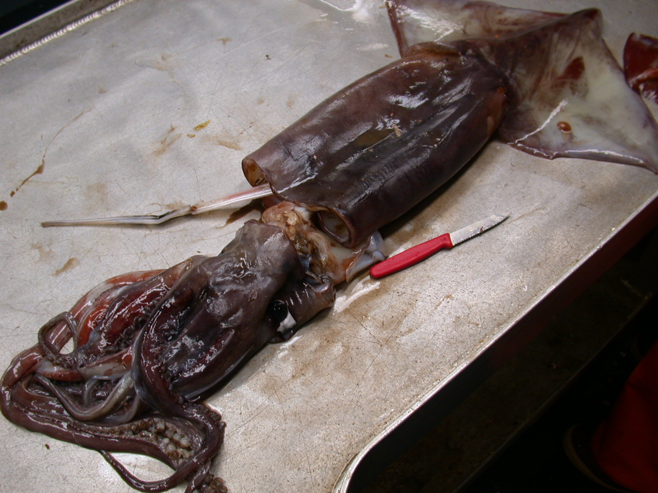 Dissecting a large squid