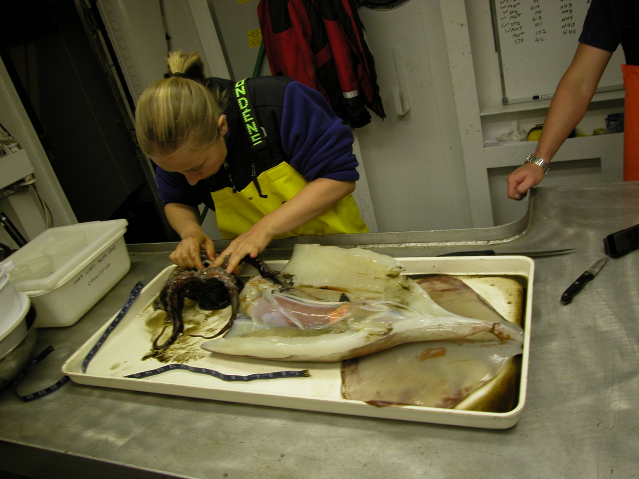 A member of the science party dissecting a large squid