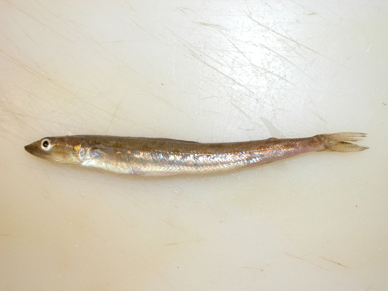 Small silvery fish caught during trawling operations