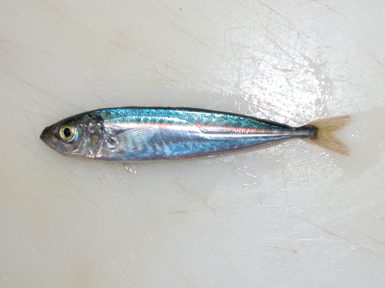 Jack mackerel