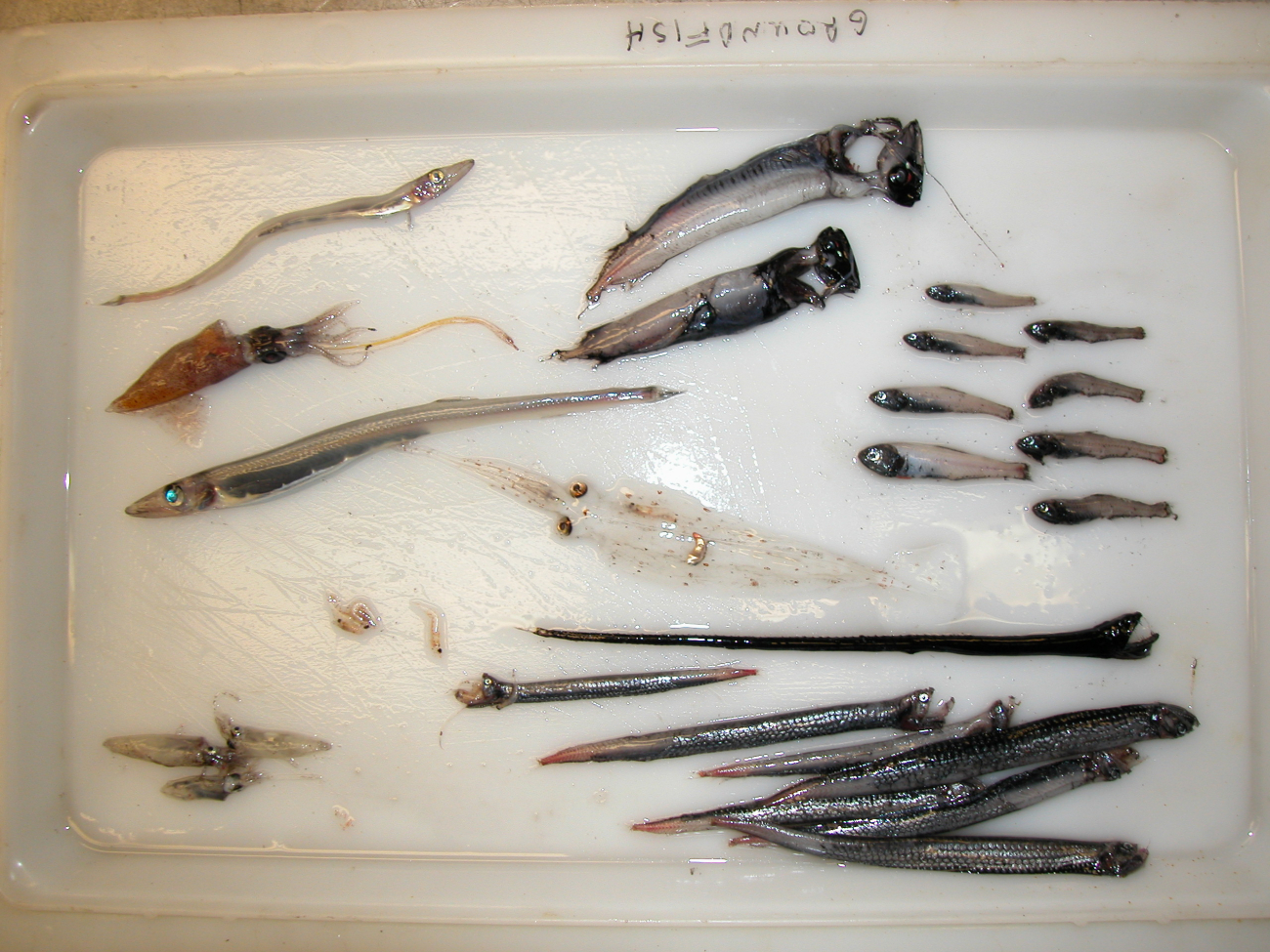 Mid-water fish and squid