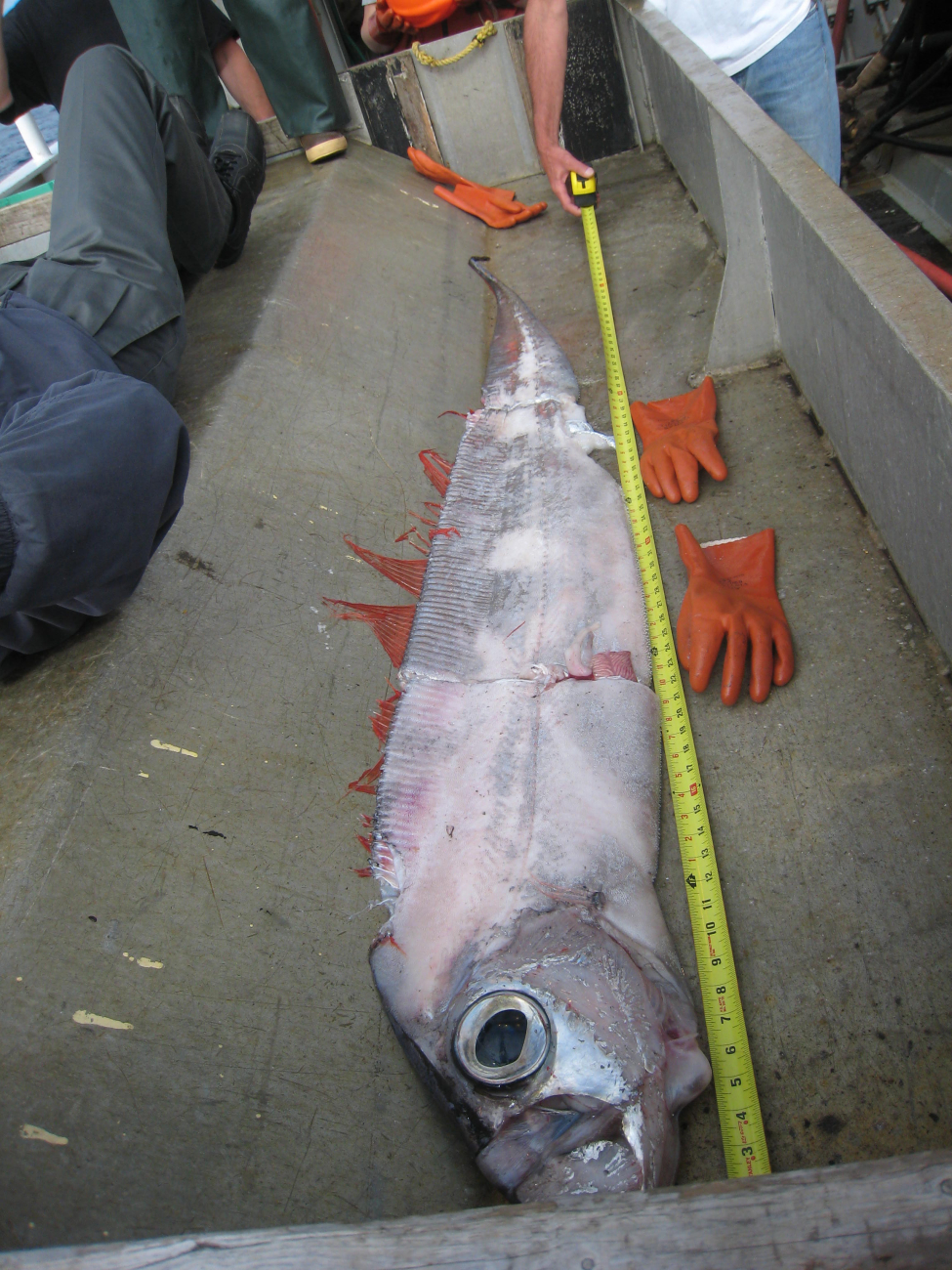 Remains of an oarfish