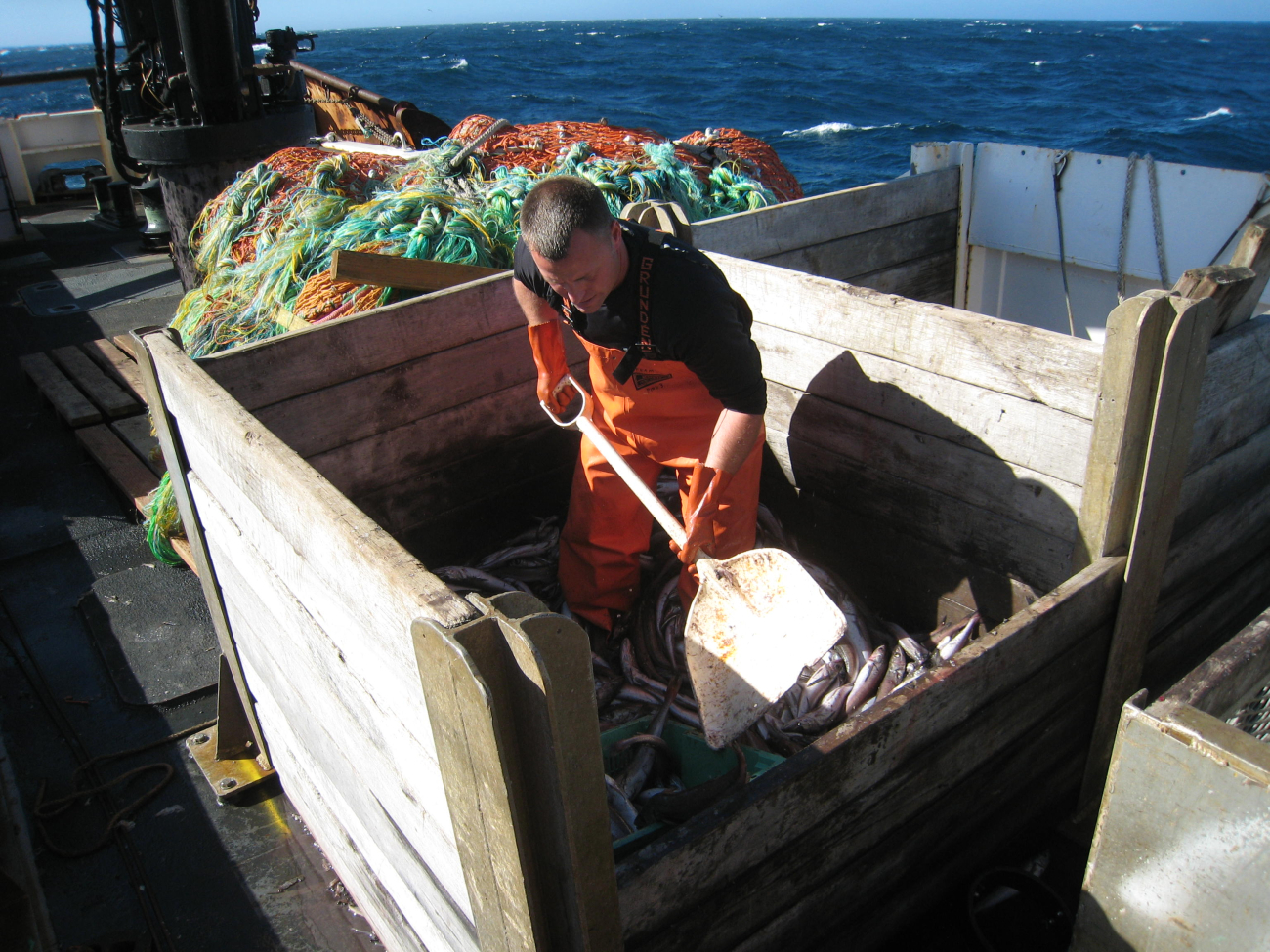 Taking sub-sample from large net catch - the wooden bins are calledcheckers
