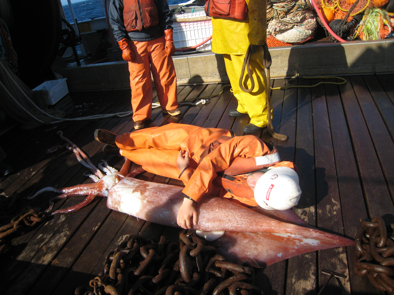 Orange human lying next to orange squid for scale