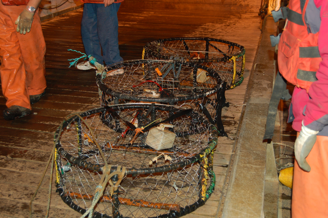Ghost Dungeness crab pots pulled up in bottom trawl