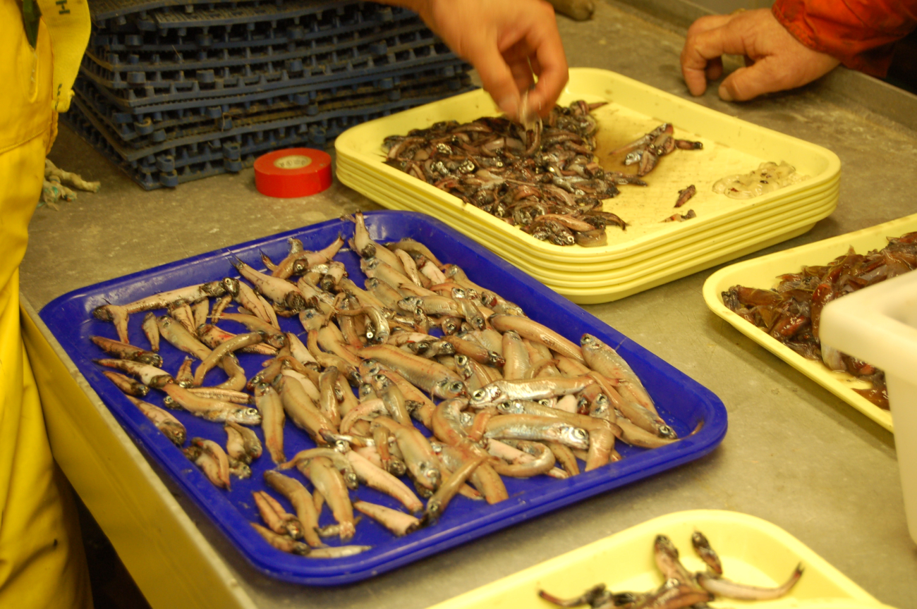 Sorting trays with results of mid-water trawl