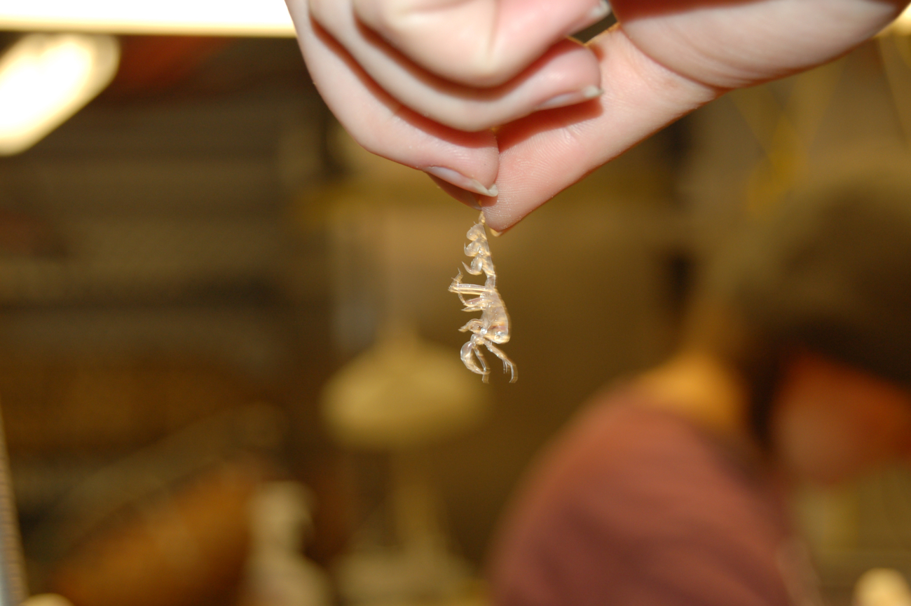 A skeleton shrimp (actually a type of amphipod) recovered in a trawl sample