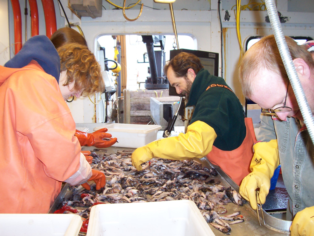 Science party sorting catch of mid-water lanternfish (myctophids)