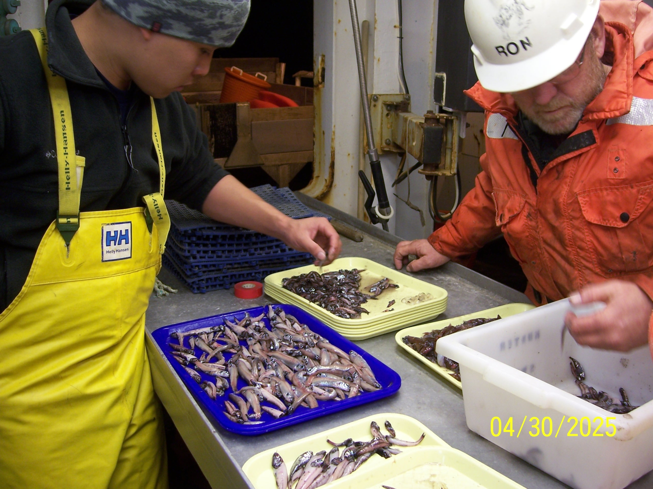 Science party sorting catch of mid-water lanternfish (myctophids)