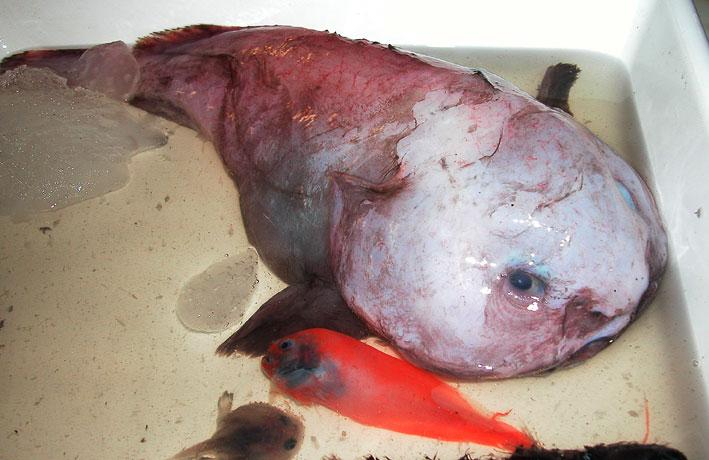 Red snail fish and blob fish