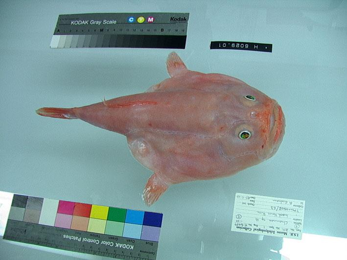 Coffinfish (Chaunax sp