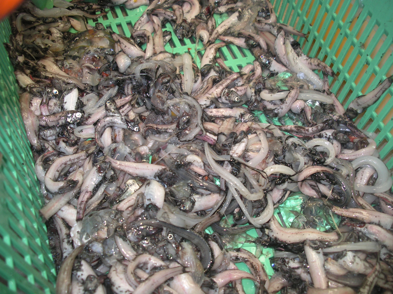 Catch of myctophid fish and other deep water fish from deeply towed trawl haul