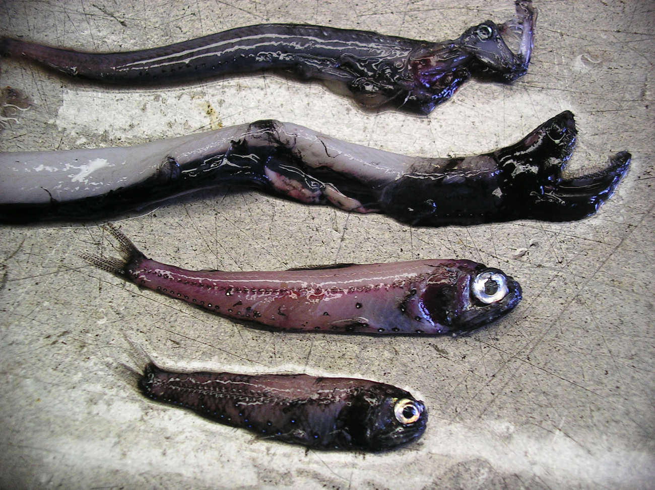 Various deep water fish