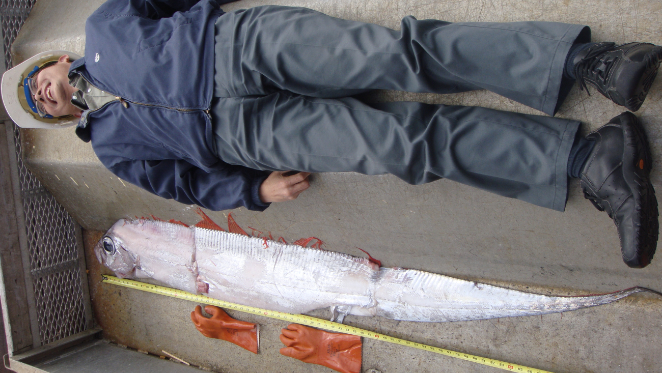Lying next to a small oarfish for comparison