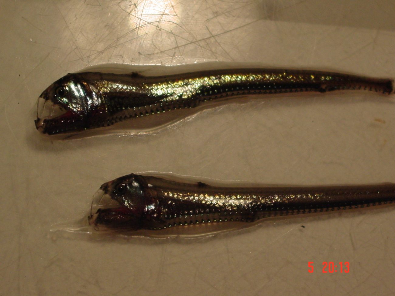 Viperfish, a predator of the mid-waters
