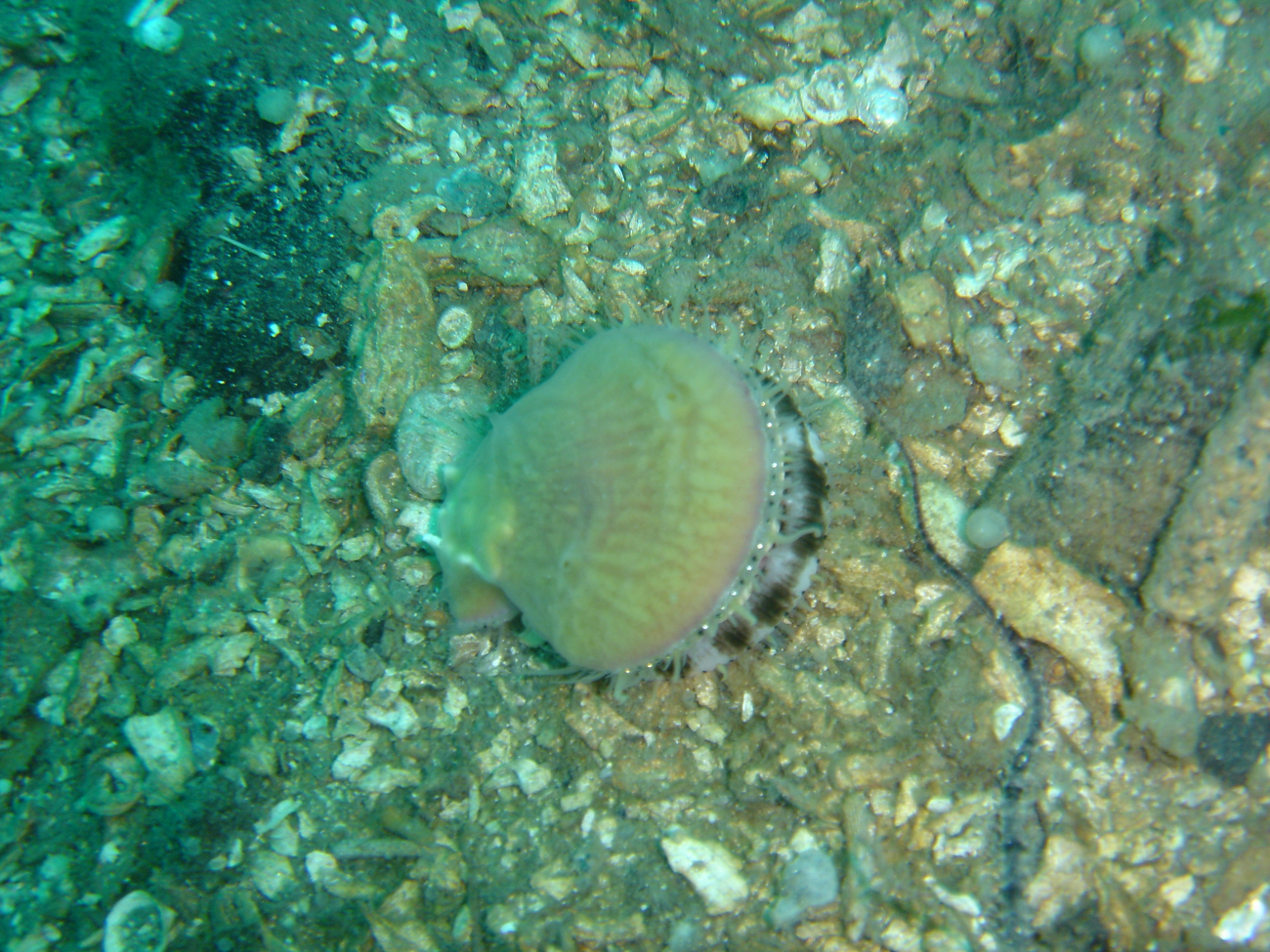 Scallop observed on a dive in Three Saints Bay