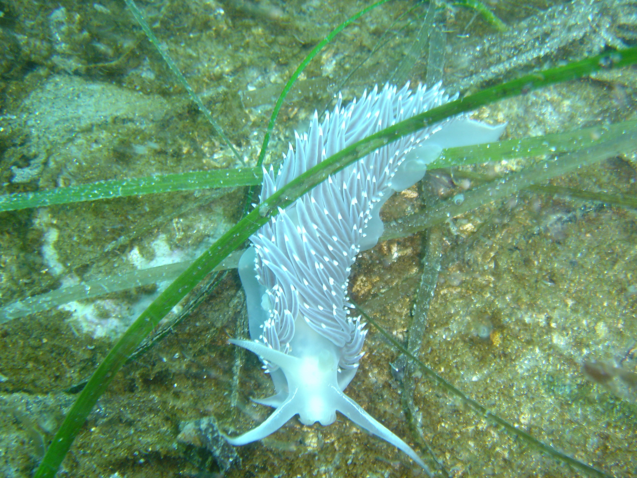 White nudibranch observed on a dive in Three Saints Bay