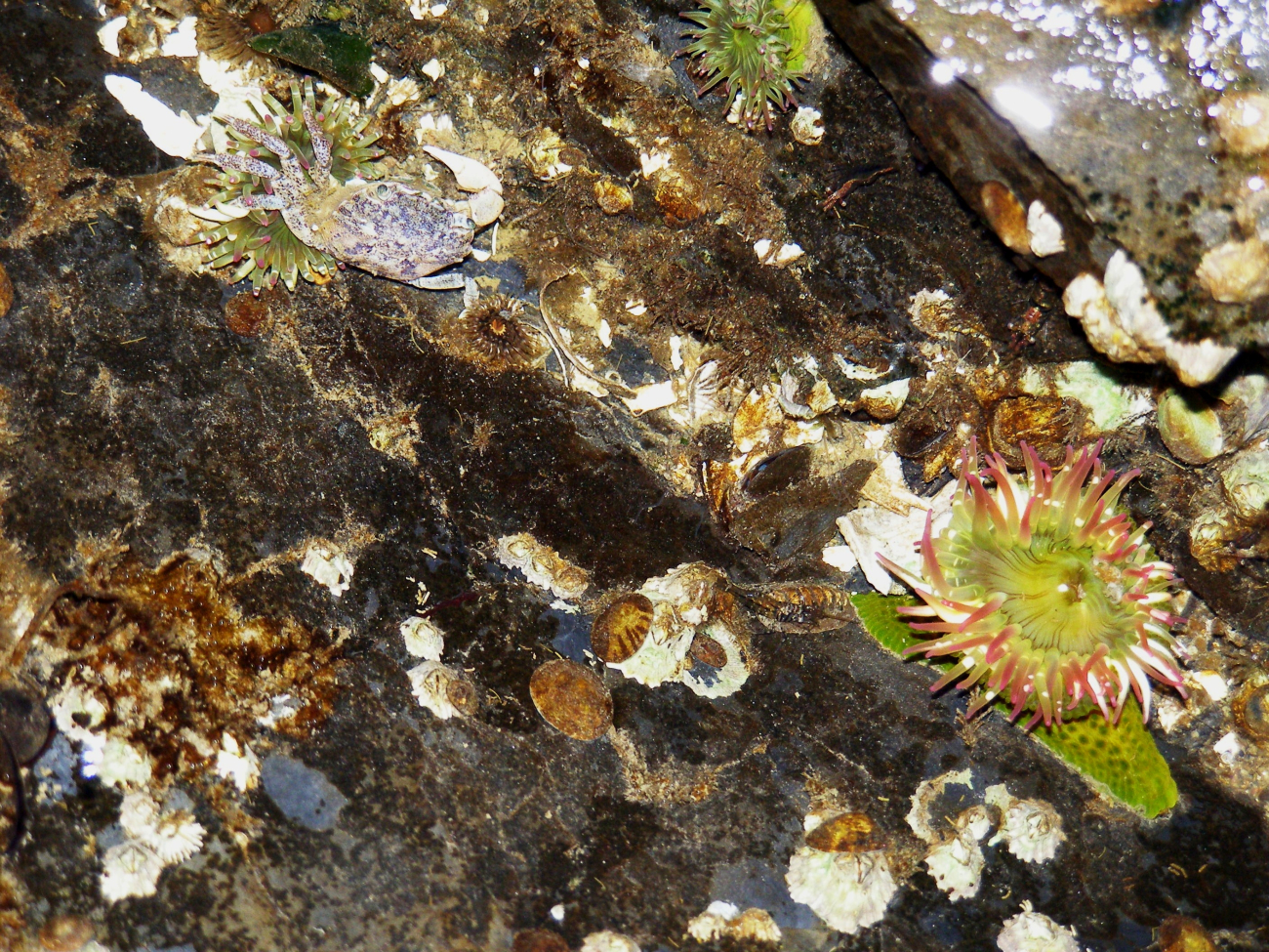 Closeup of Aleutian tidepool with anemones, limpets, and barnacles