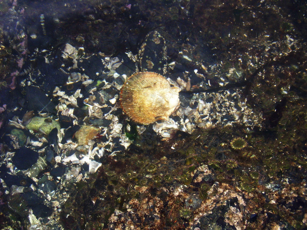 A scallop shell, two chitons in the upper left, small anemones in the lowerright, a few barnacles, and shell and rock debris in an Aleutian tidepool
