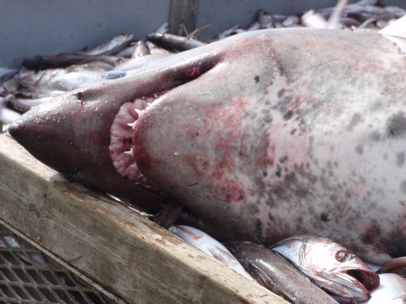 Formidable teeth of large shark caught during trawling operations