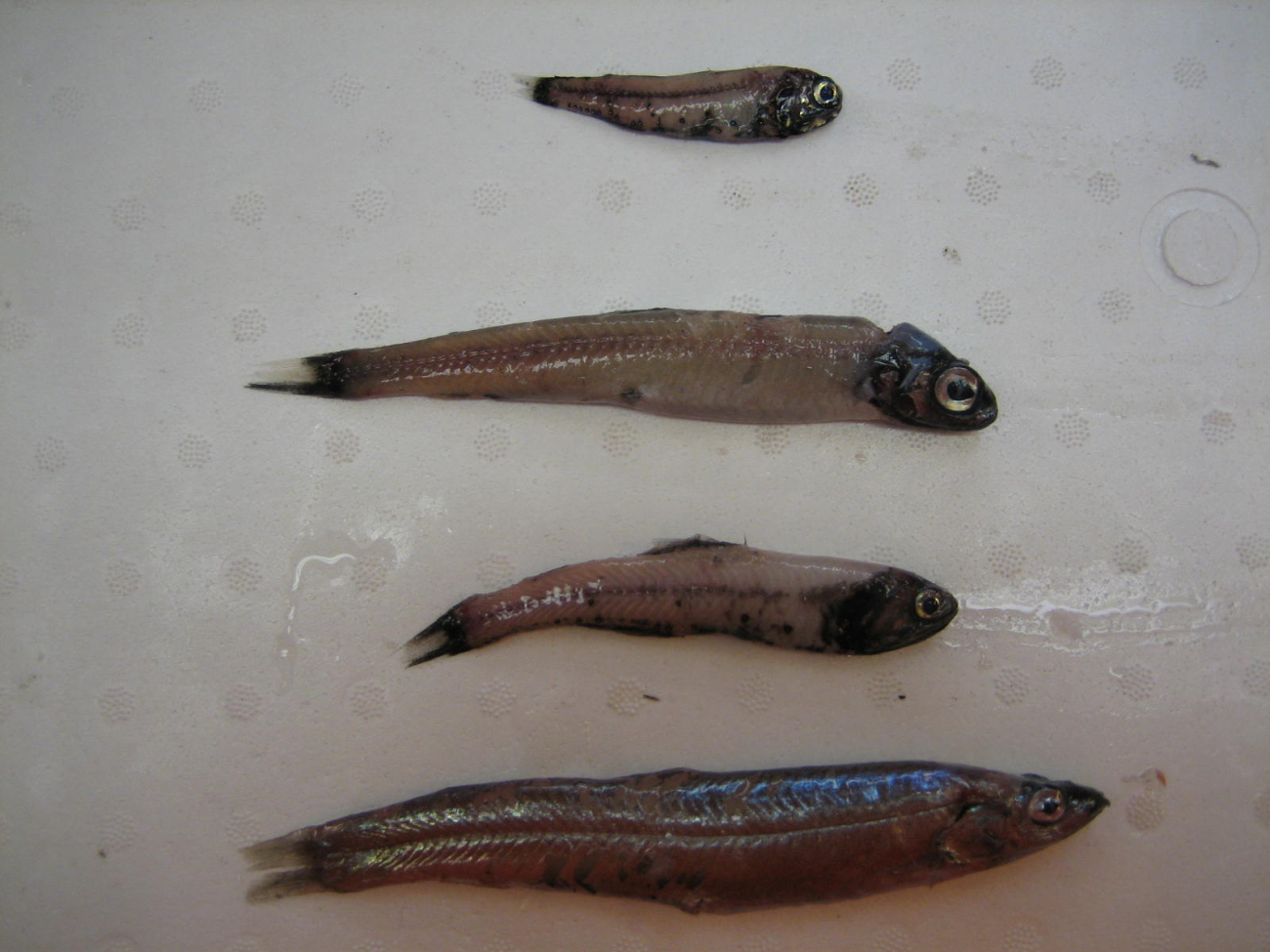 Lanternfish and other small fish caught in midwater trawl