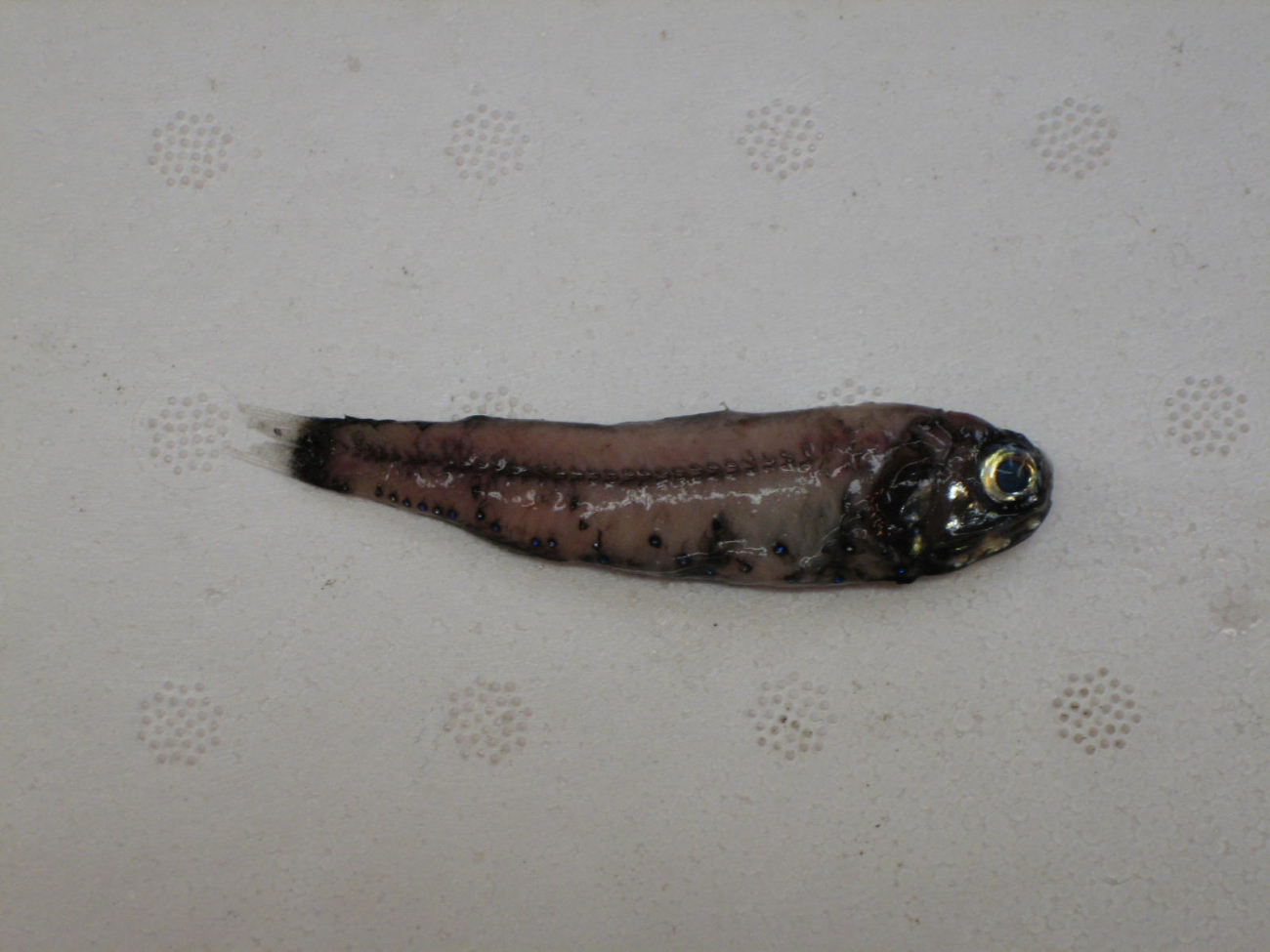 Lanternfish caught in midwater trawl