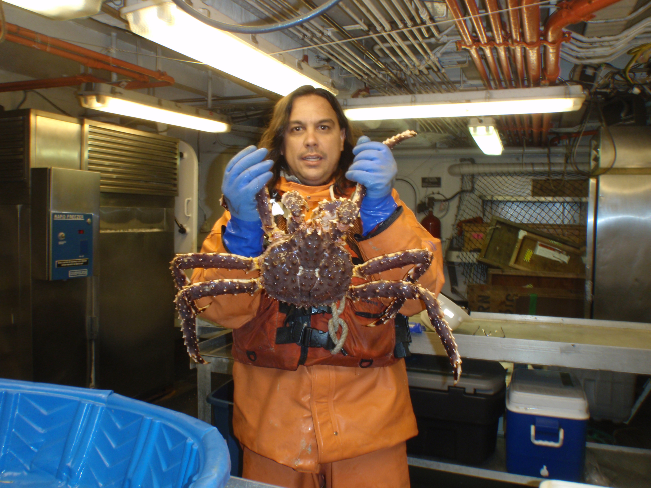 Alaskan king crab ready for scientific study