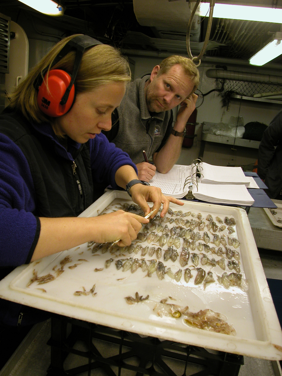 Scientist sorting catch of small squid