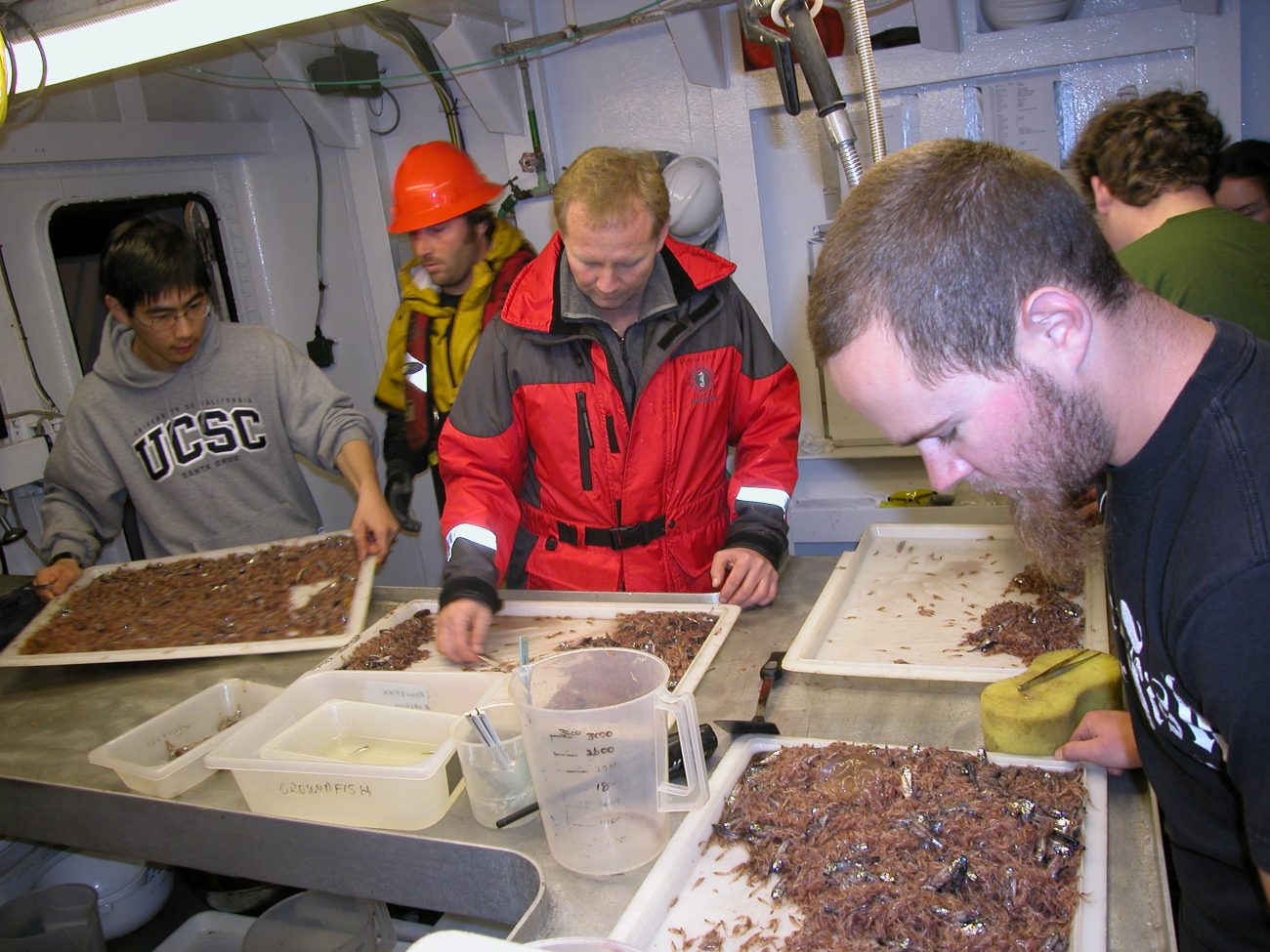 Scientific party preparing to sort catch of krill and small mid-water fish