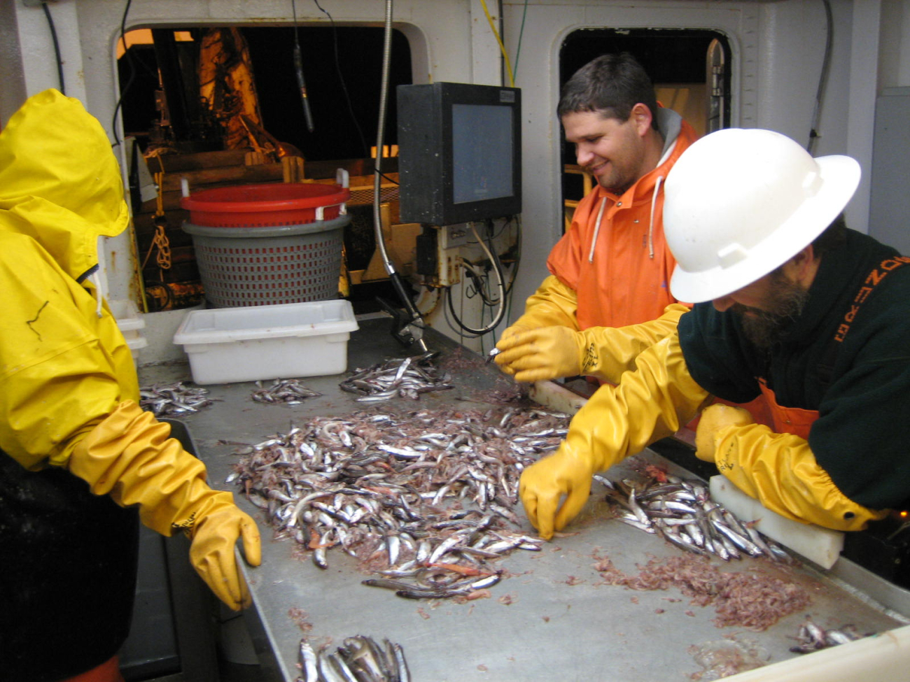 Sorting krill and small fish for study by scientific party