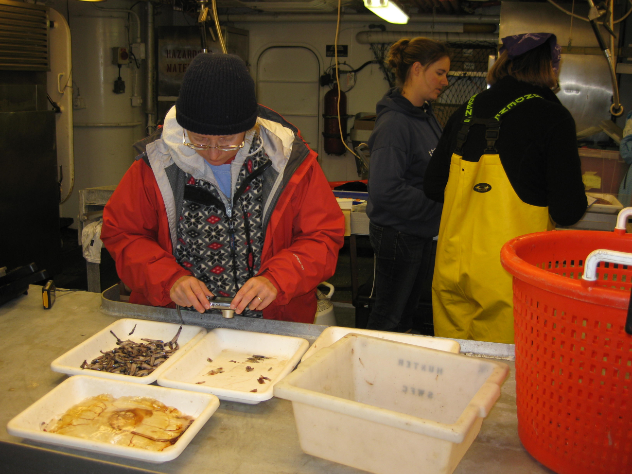 Scientist with sorting trays containing a large jellyfish, numerous lanternfish, and small squid