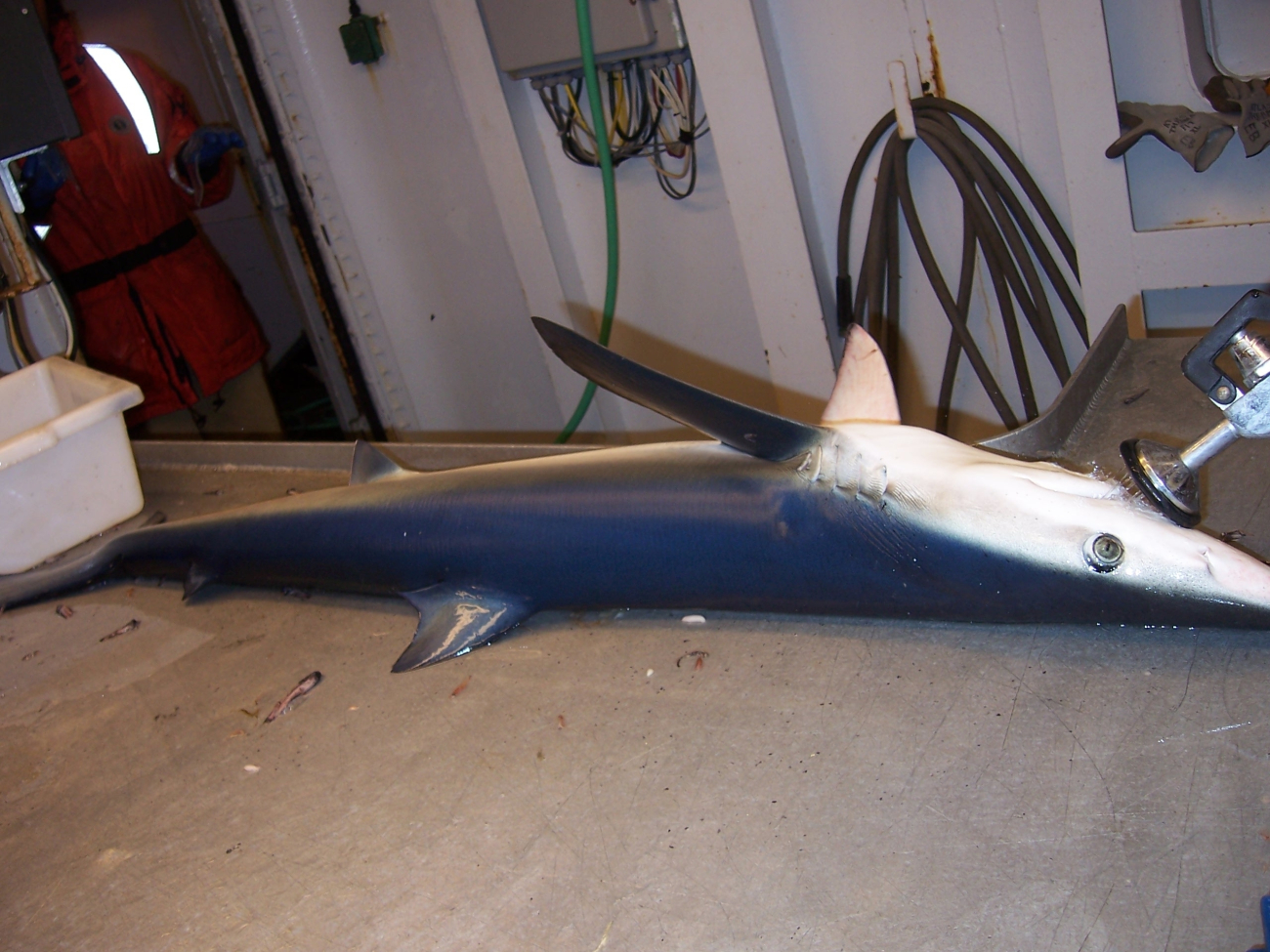 Blue shark on deck of NOAA Ship MILLER FREEMAN