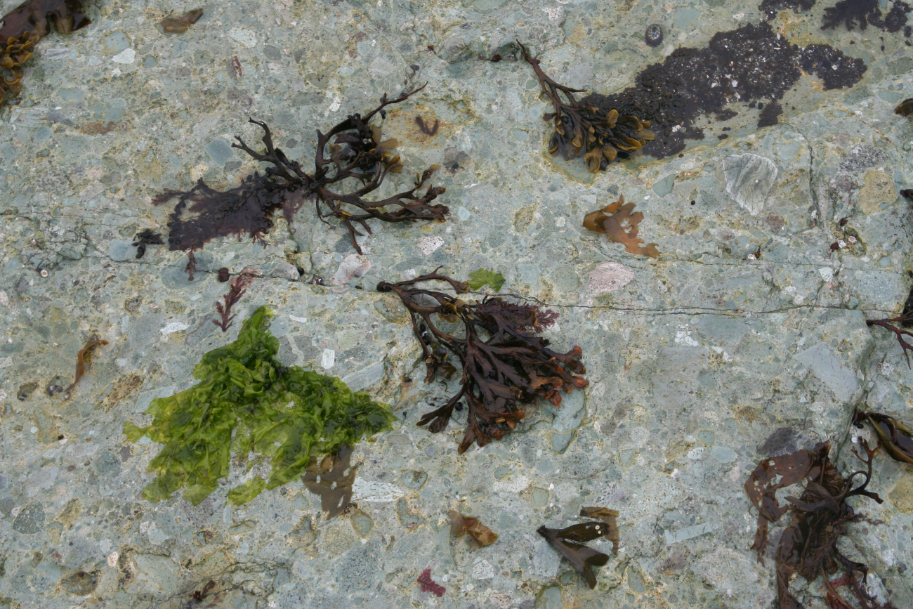 Dried algae above high tide line