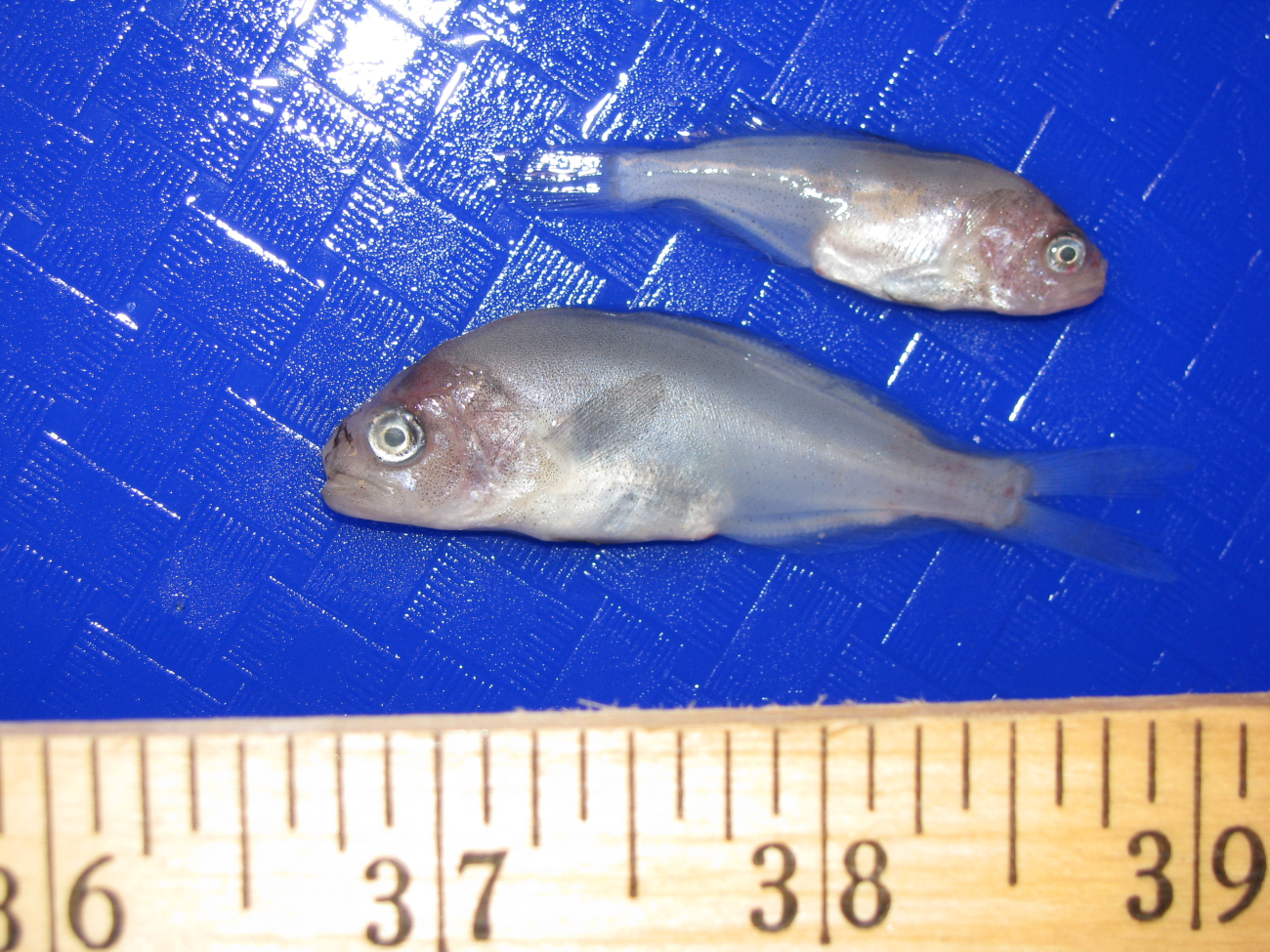 Measuring juvenile prowfish