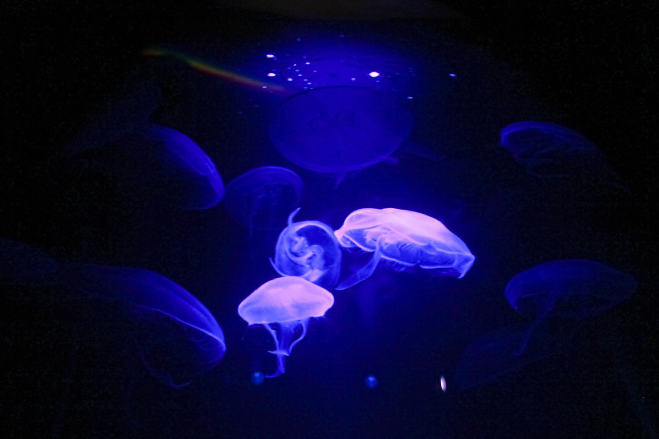 Jellyfish at Corpus Christi, Texas
