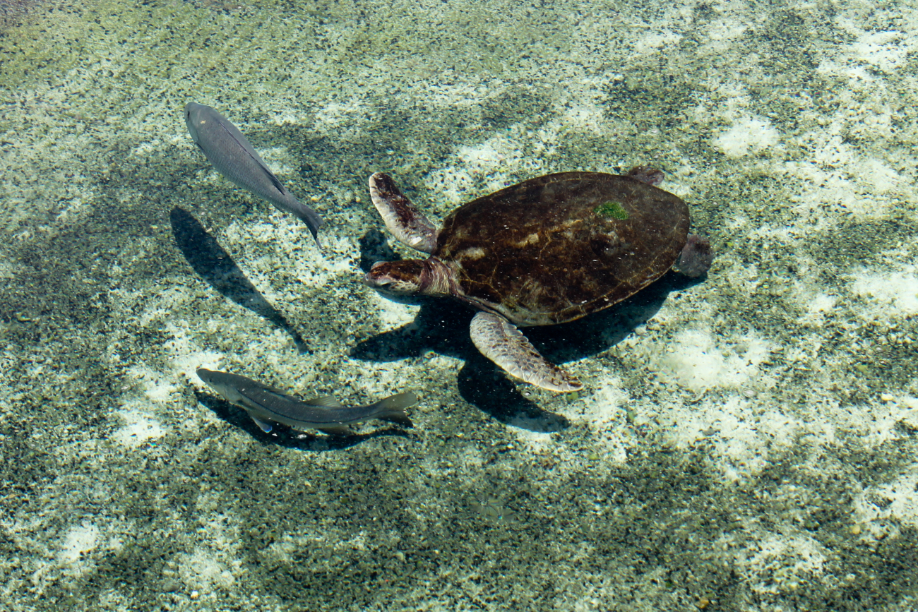 Sea turtle swimming at Jensen Beach, Florida