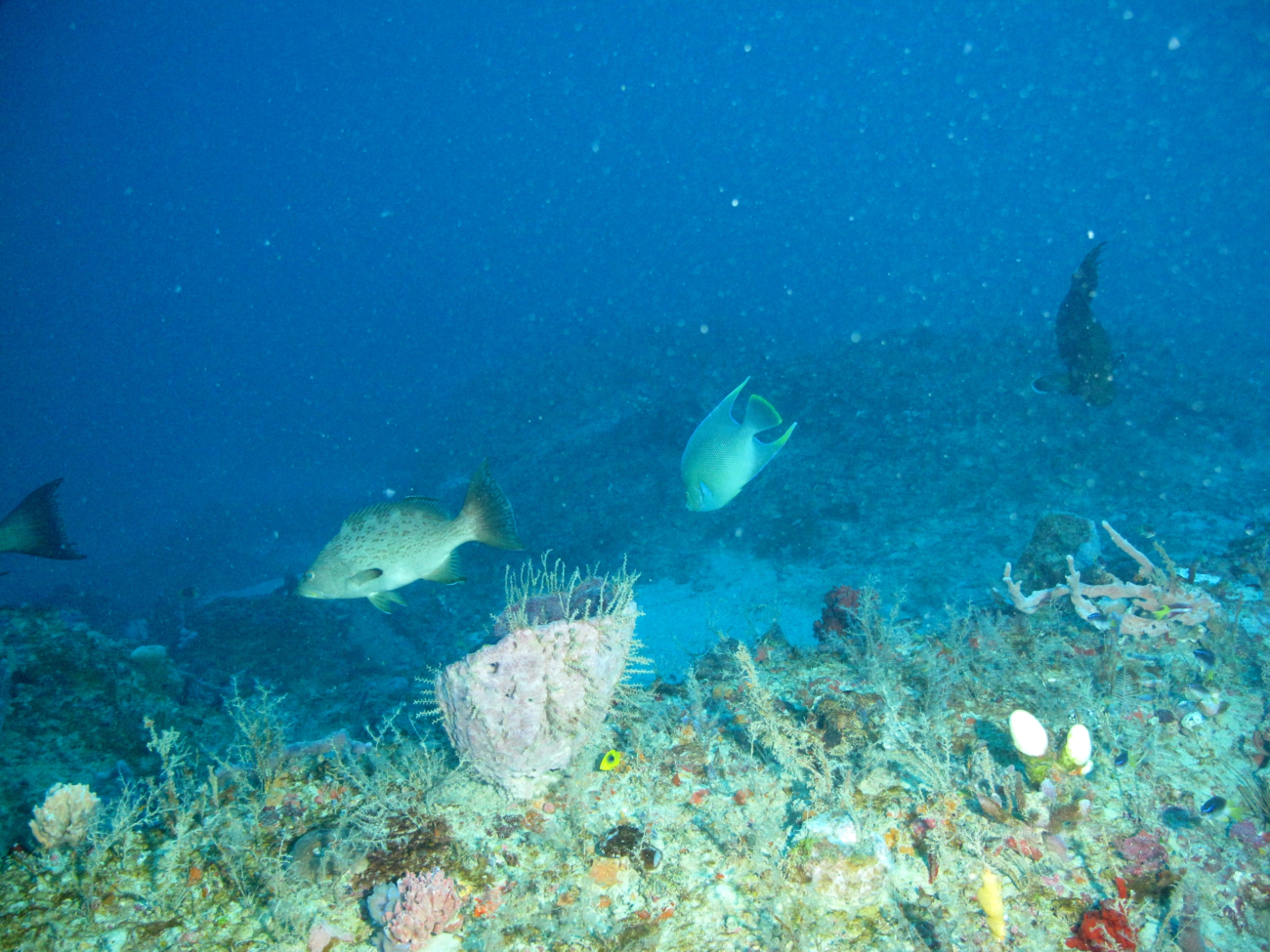 Scamp grouper and a blue angelfish
