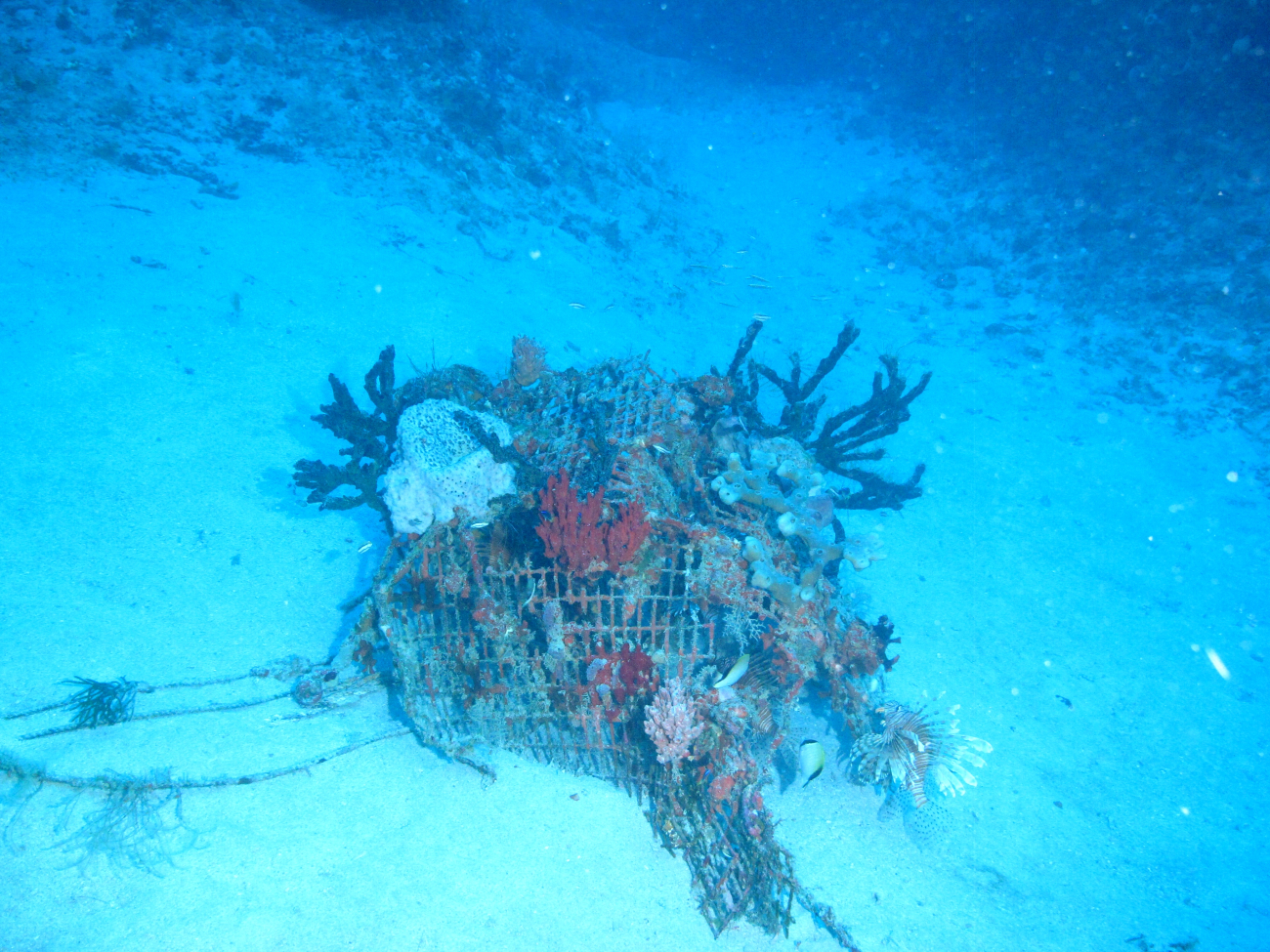 Marine debris - derelict fish trap with numerous sponges