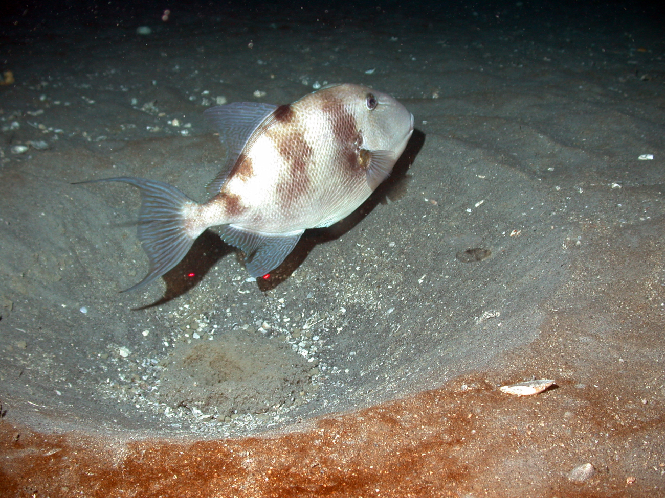 A grey triggerfish in its nest