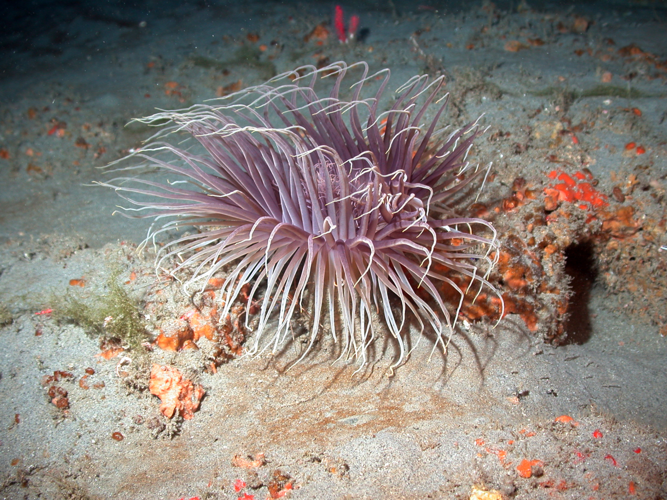 A large burrowing cerianthid anemone