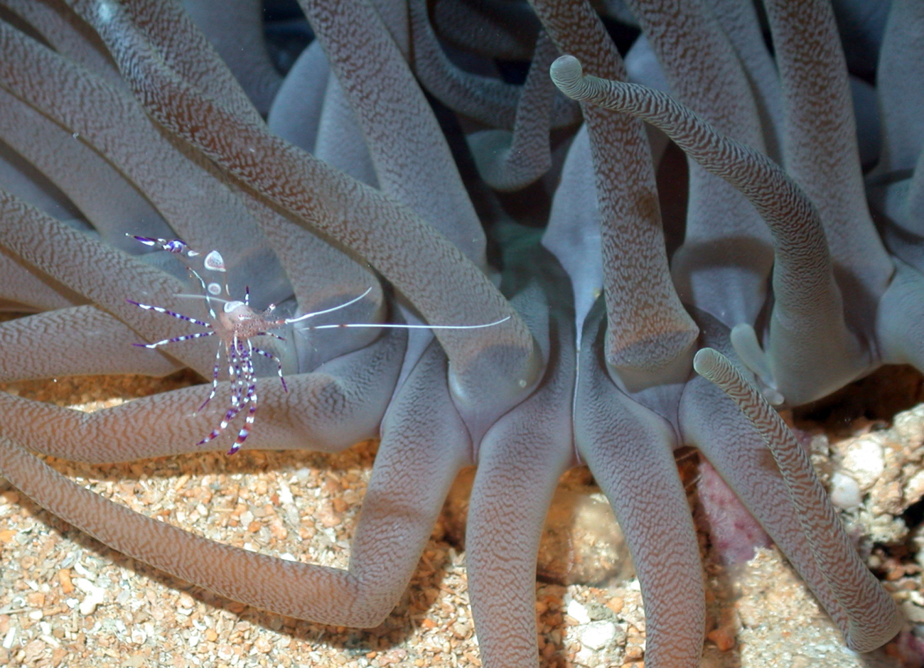 A Pedersen's cleaner shrimp hanging out in the tentacles of a large anemone
