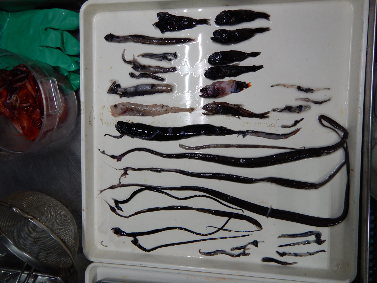 Midwater fish including a fair-sized snipe eel seen on a sorting tray